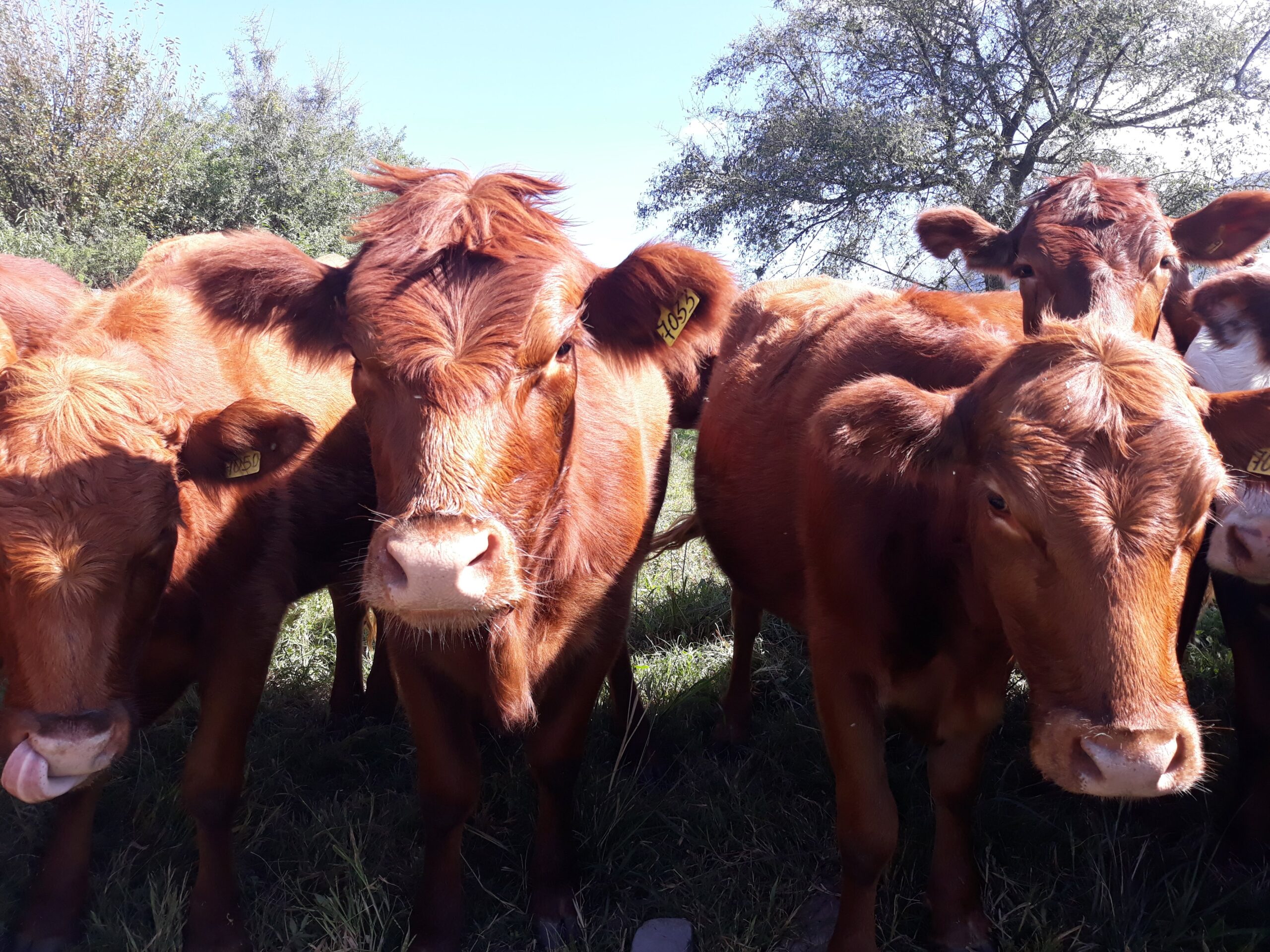 Suelo saludable y biodiverso