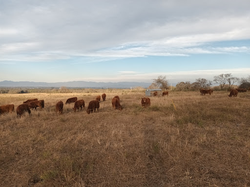 Bovinos en pastoreo rotativo con bebedero y monte nativo de fondo en el NOA