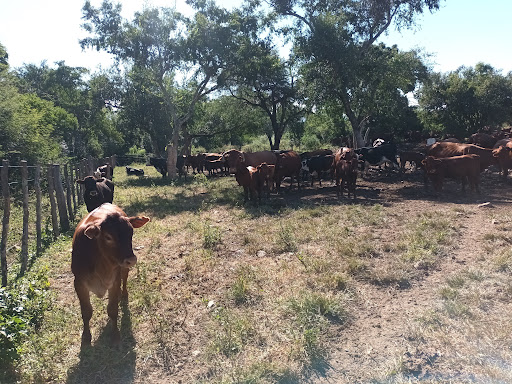 Rodeo bovino en Guachipas Salta bajo la sombra de árboles nativos en sistema regenerativo